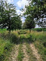Schöner Weg mit vielen Kirschbäumen